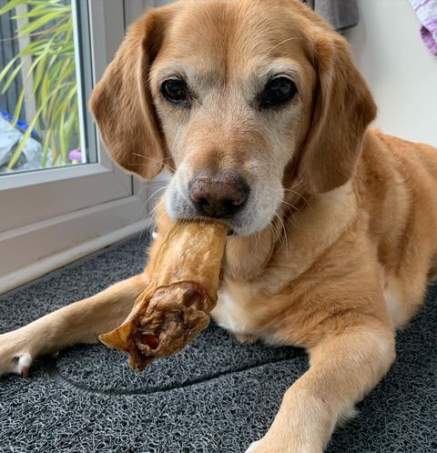 Goat Treats & Chews - JR Pet Products