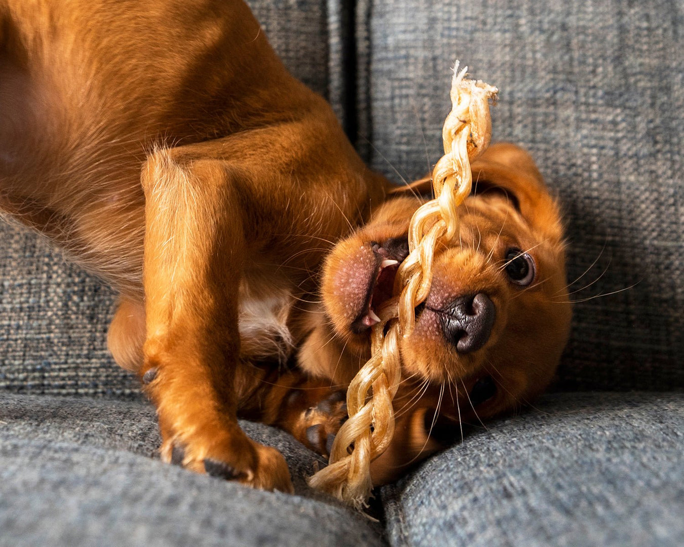 Suitable For Puppies 12 weeks and over - JR Pet Products