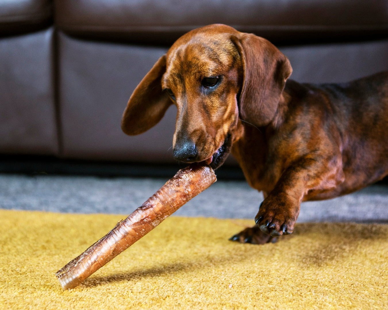 Hypoallergenic Selection