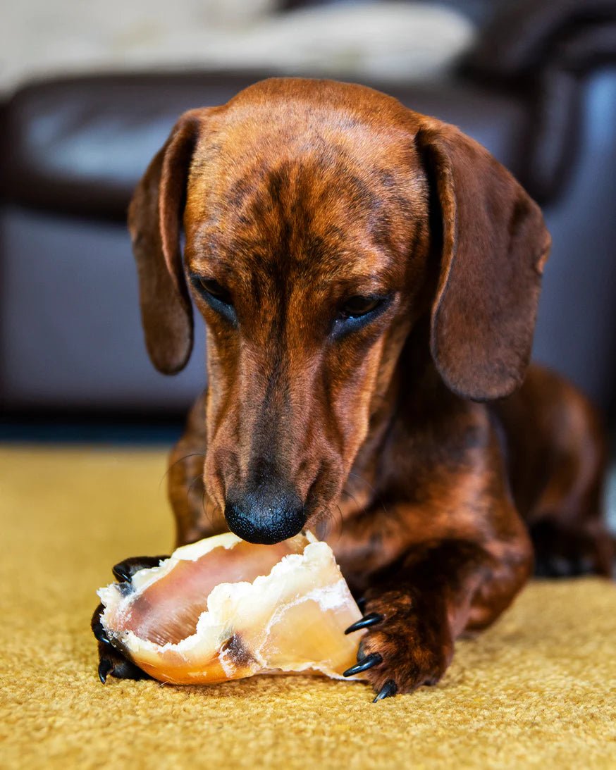 Gluten & Grain Free Treats & Chews