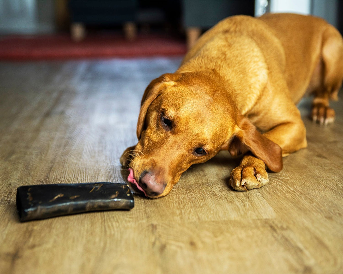 Buffalo Treats & Chews - JR Pet Products