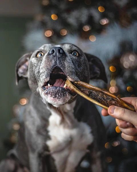 Camel Treats & Chews - JR Pet Products