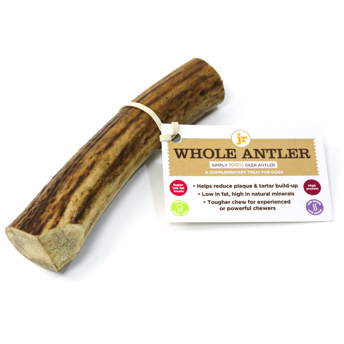 Whole Deer Antlers - Main Image