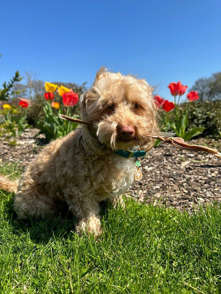 Pizzle Pops 100g — JR Pet Products