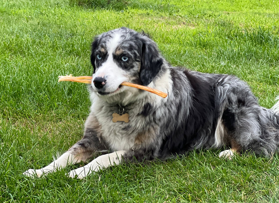 Dental Bundle (Strong Chewers)