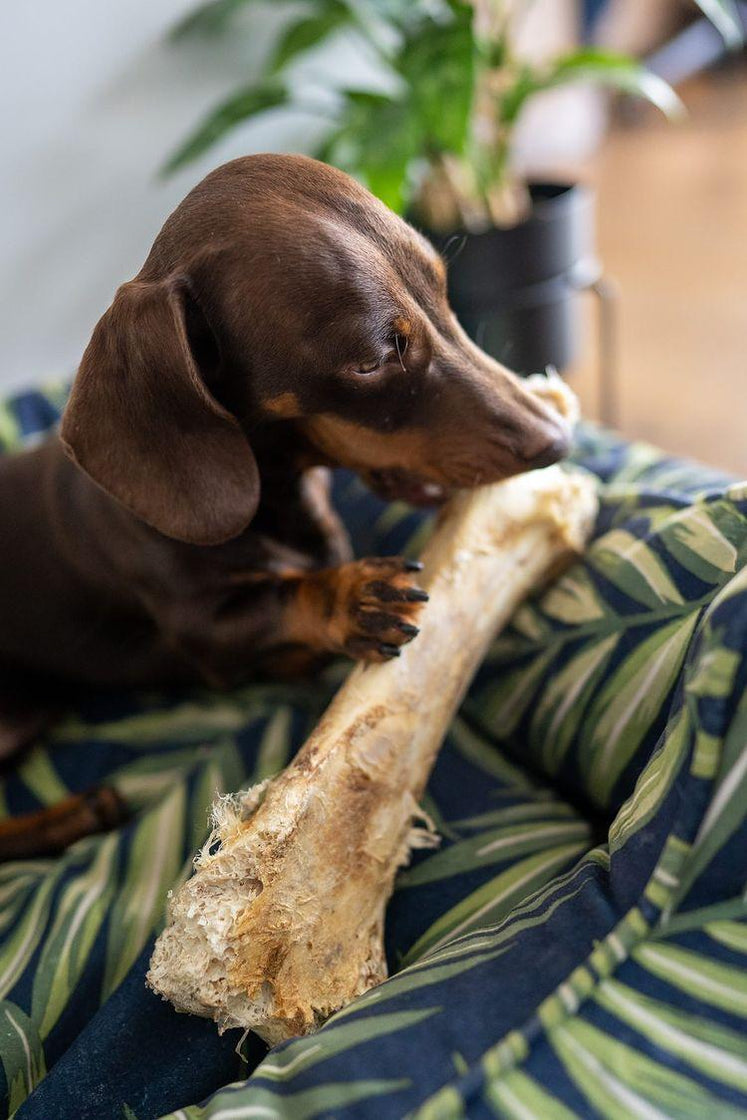 Large Ostrich Bone — JR Pet Products