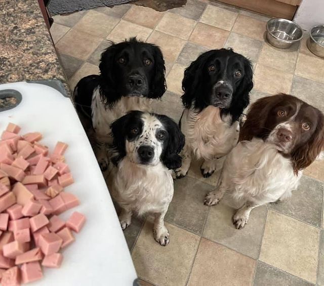 Pure Rabbit Paté 5 x 80g — JR Pet Products