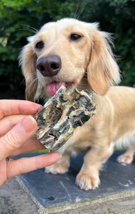 Cod Fish Fingers — JR Pet Products